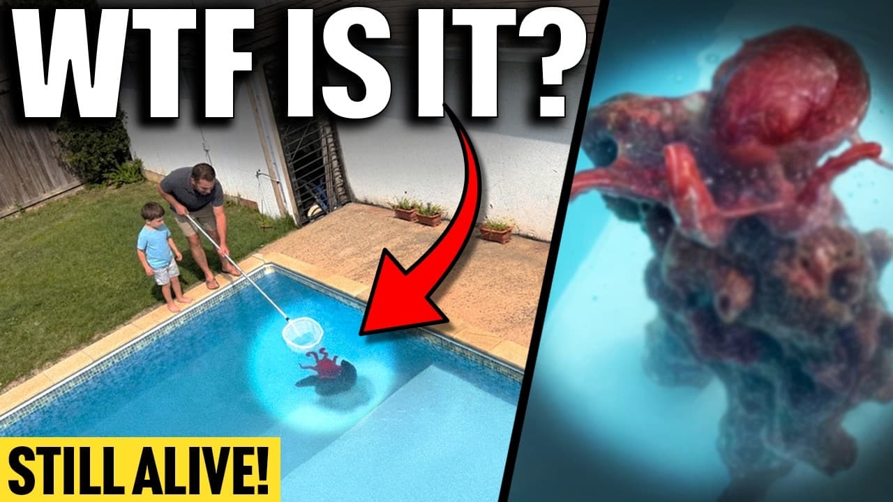 Family Finds STRANGE Creature Alive In Their Pool… WTF Is It?! (Strange Sightings 2026) - Summary, Key Takeaways & FAQ